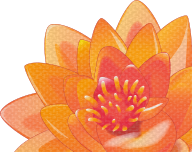 Lotosblume